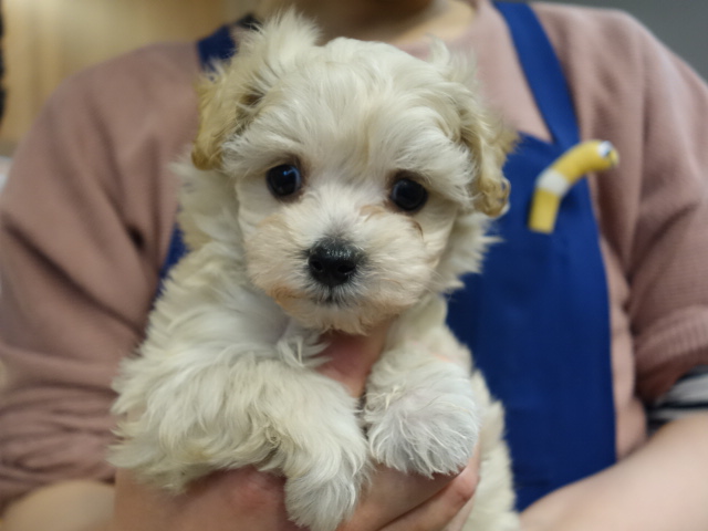 ミックス犬 八戸市のペットショップ ペットガーデン八戸